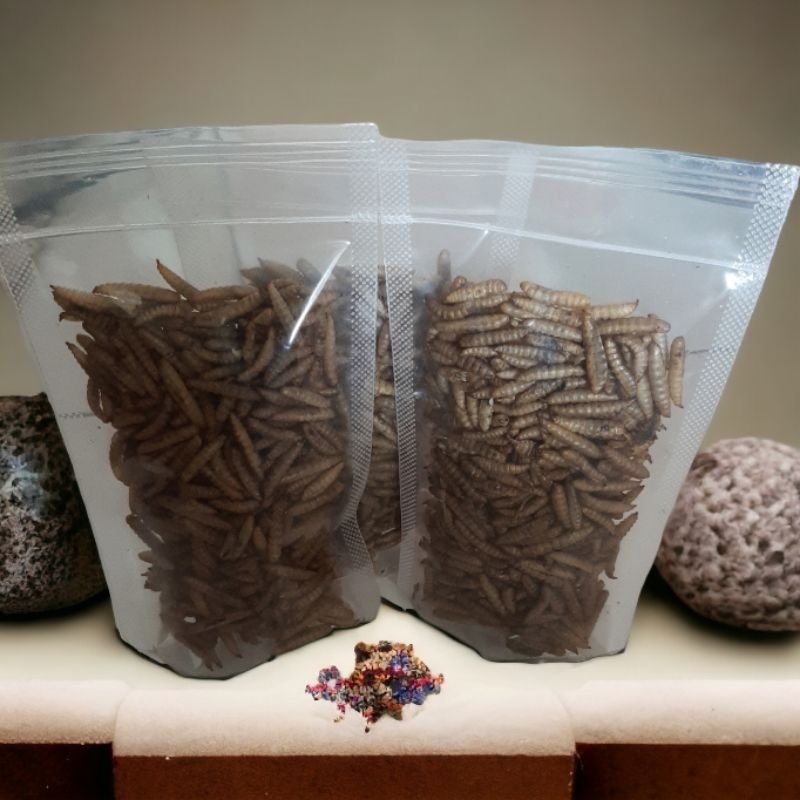 Magot Kering Dried Magot