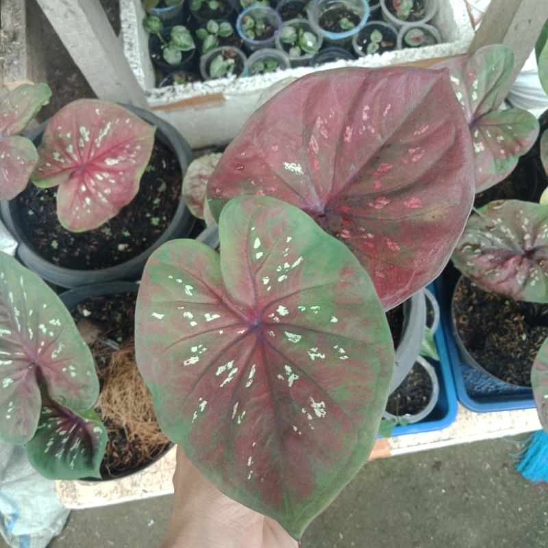 Caladium Black Mamba - Keladi Hias