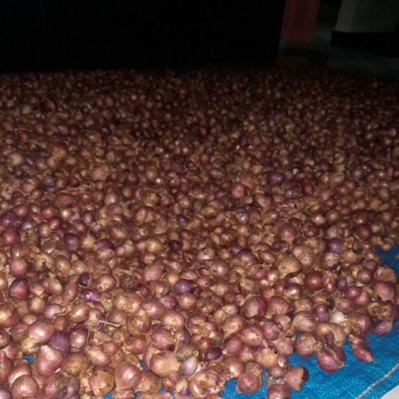 

Bawang merah super