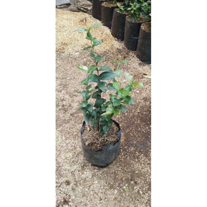 BIBIT BUAH DEWANDARU / BAHAN BONSAI SIANTO