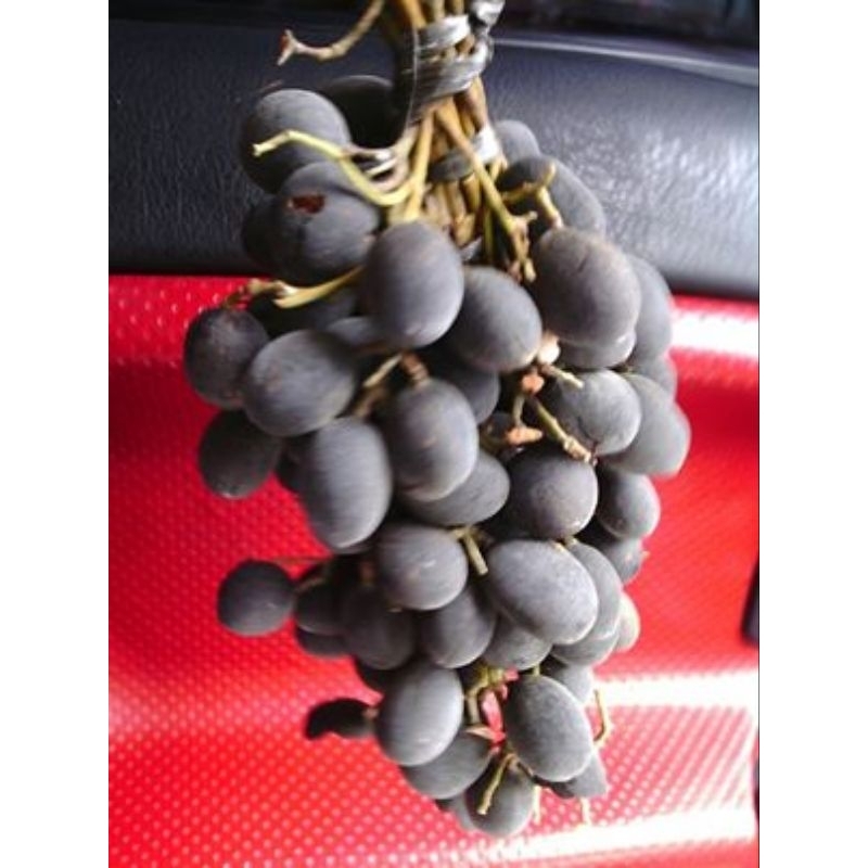 buah keranji manis 500 gram