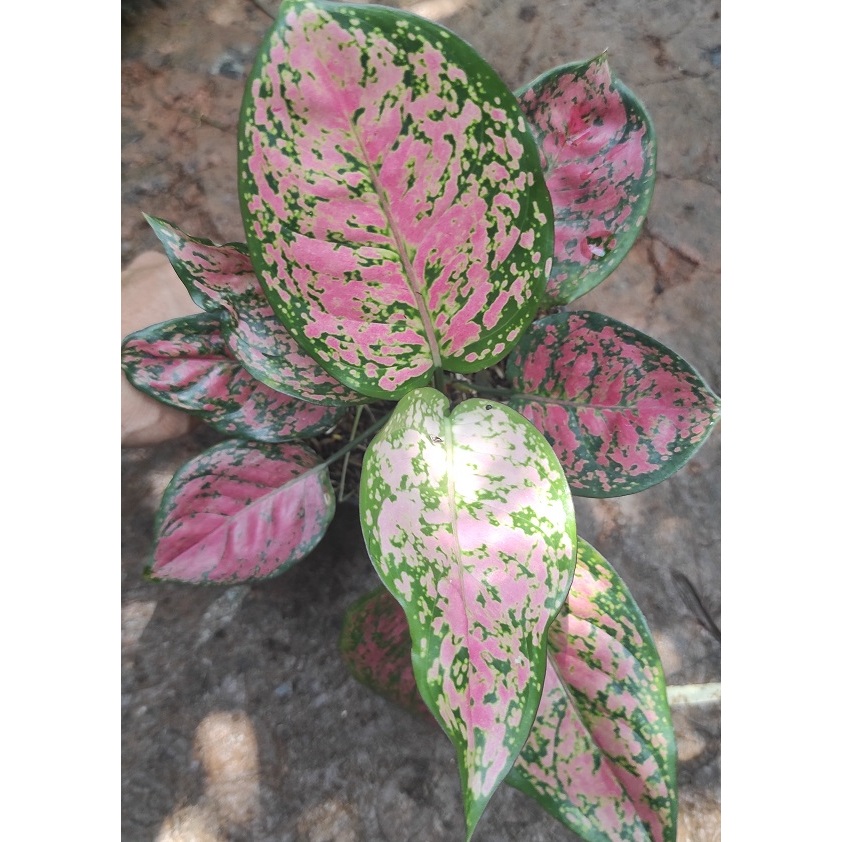 Tanaman Hias Aglonema Dud Anjamani / Aglaonema Dud Anjamani
