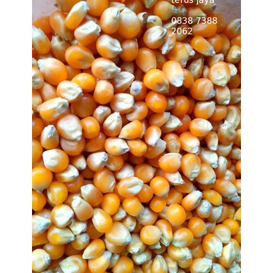 

[♧E54>] Popcorn Mentah Mushroom 1Kg Jumbo Mushroom Kiloan Popcorn Bulat Jamur 1 Kg Popcorn Mushroom 1 Kg Good product