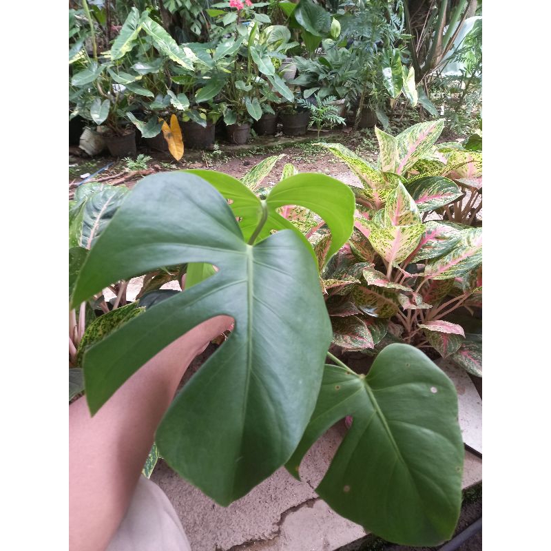 Anak Tanaman Monstera Brazilian Form