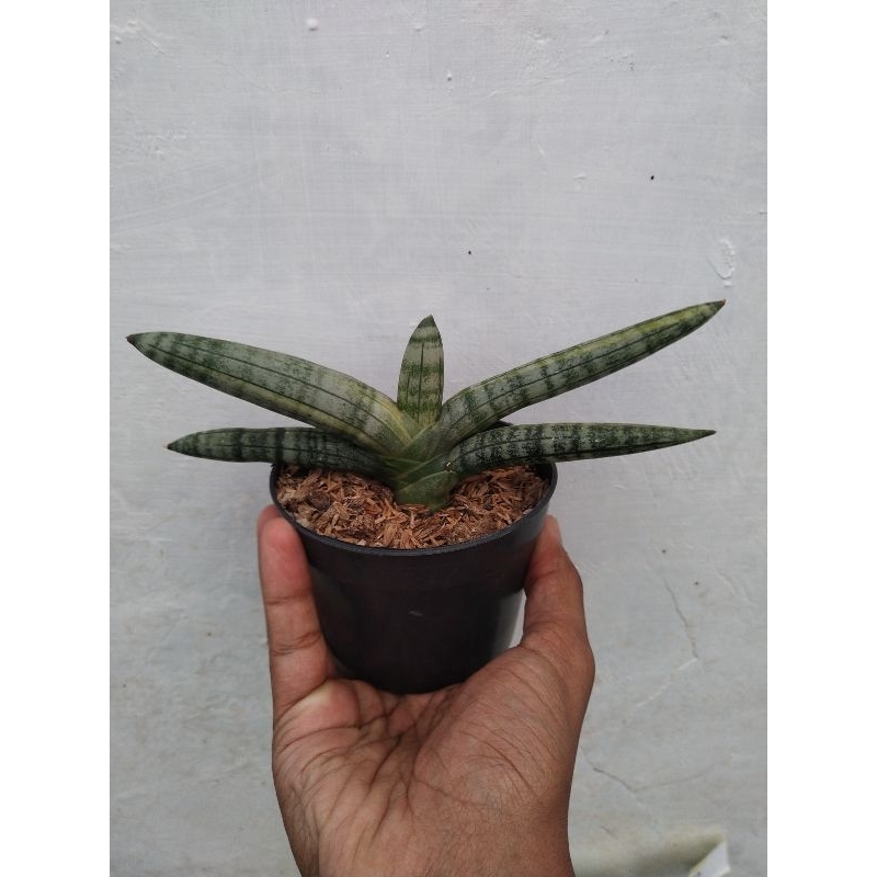 Sansevieria Boncel Varigata