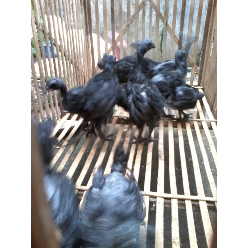 ayam cemani usia 2 -3  bulan, pengiriman luar magelang silahkan japri