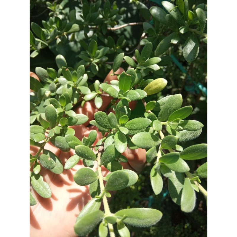 Santigi Mawar Super Mikro