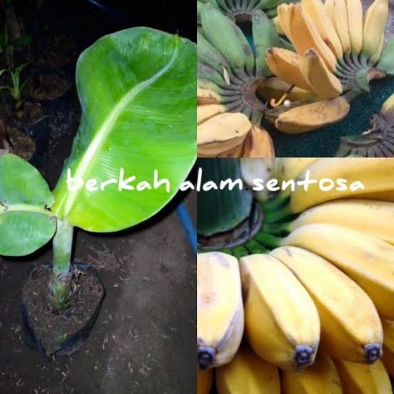 PROMO BIBIT PISANG KEPOK KUNING BESAR