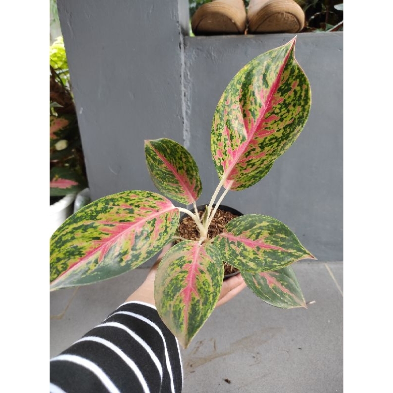 tanaman hias aglonema big papa lokalan (mutasian)