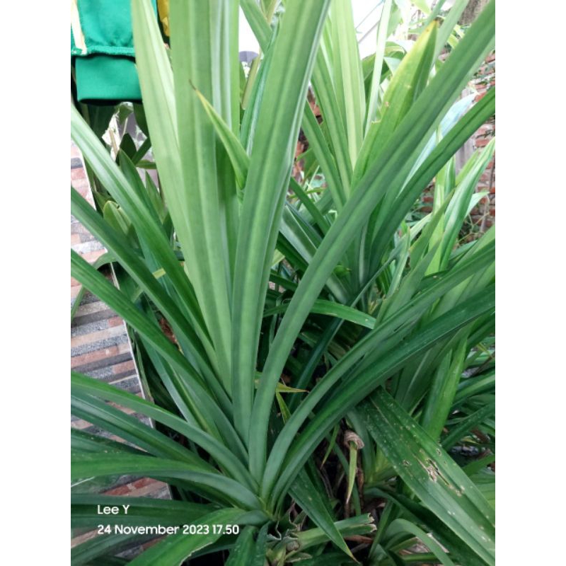 

Daun Pandan Segar (15-20 lembar) dipetik saat orderan masuk