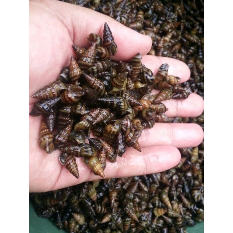 keong assasin aquascape