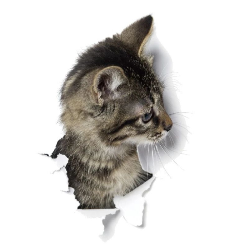 

STIKER KUCING ANTI AIR DAN MATAHARI BAHAN QUANTAC