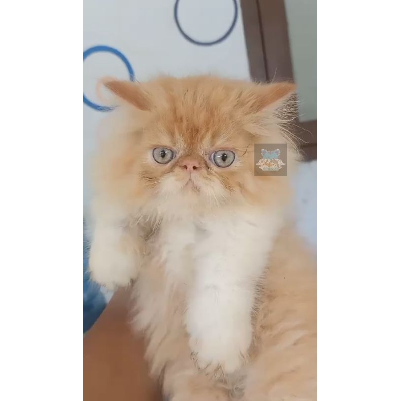Kucing Kitten Exotic Peaknose Bulu Panjang Long Hair Gimbul FREE ONGKIR