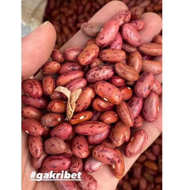 

[PRODUK-RWLBR97] Kacang Merah Brenebon Kacang Es 60