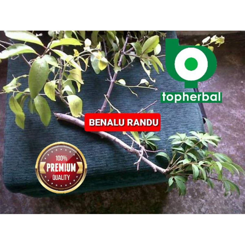 

Benalu Randu Kering Hijau 1000 Gram