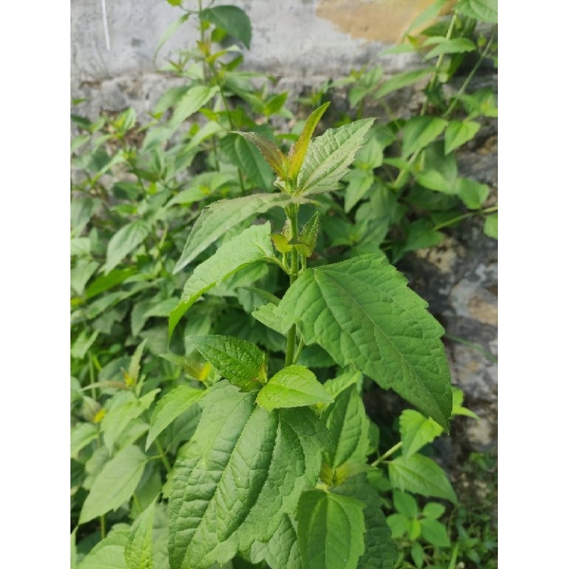 

DAUN BALAKACIDA ATAU DAUN KIRINYUH FRESH OBAT KANKER SERVICK BERAT 300gr
