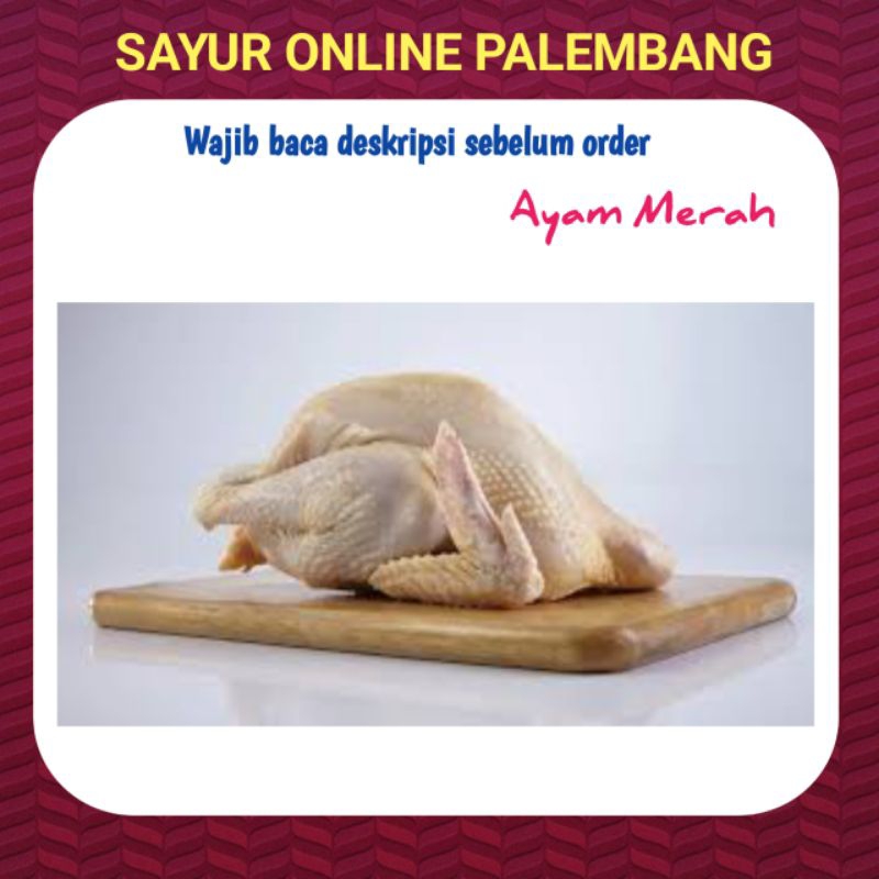 

Ayam Petelur/Afkir Per Ekor - Pasar Toko Sayur Ayam Segar Online Palembang