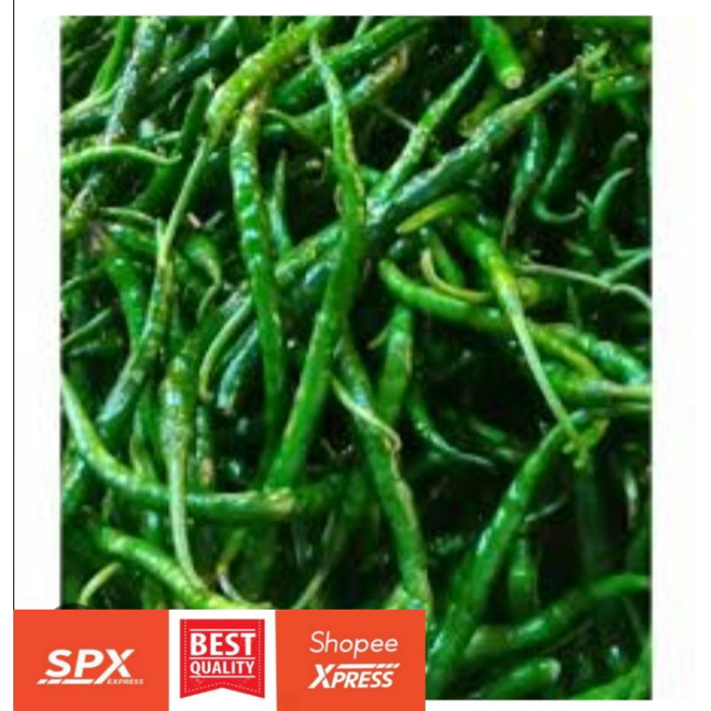 

Cabe Kriting Ijo Fresh Segar