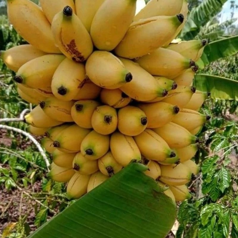 Bibit Pisang Emas | Bibit Bongol pisang Emas | Pisang Emas | Bongol pisang Emas