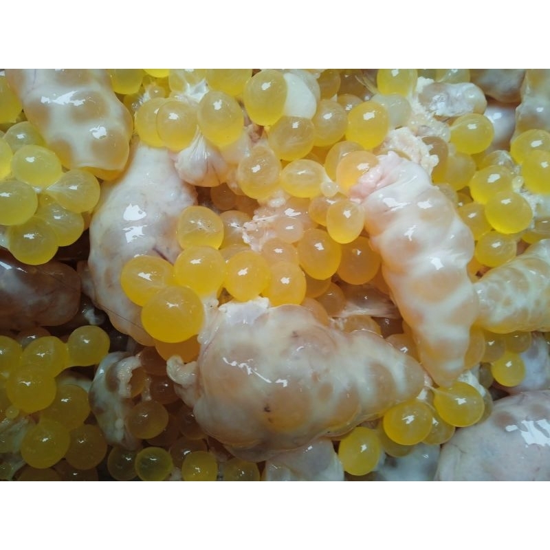 

telur ikan manyung ukuran besar jumbo