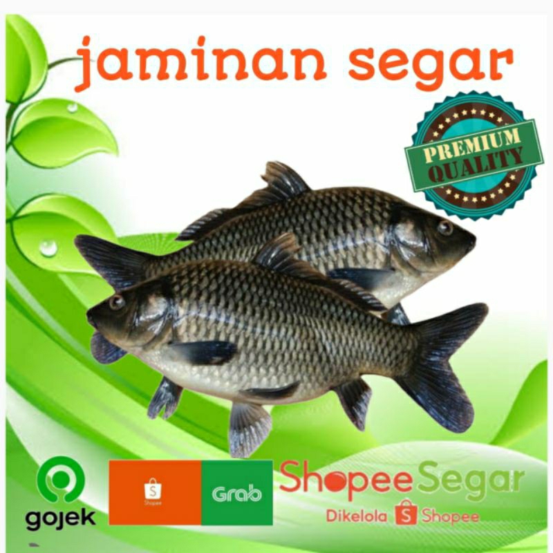 

ikan mas harian