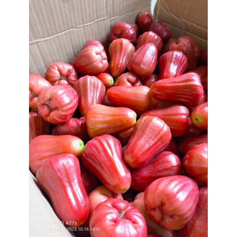 

jambu citra grd a isi 8_11 buah