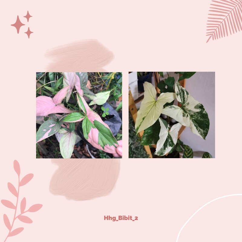 Syngonium Pink Splash & Syngonium Varigata