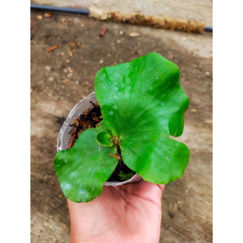 platycerium stemaria