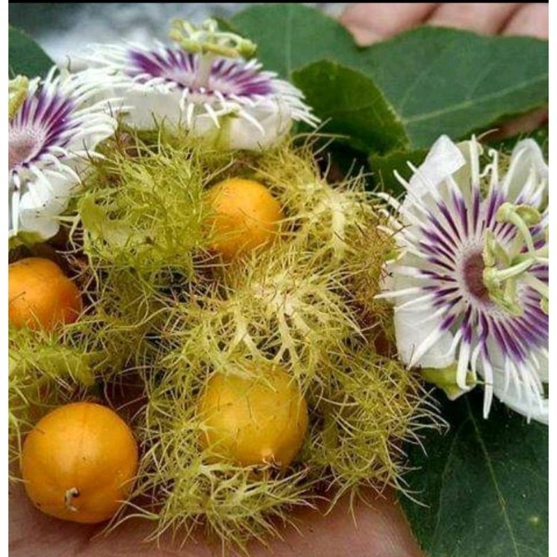 

BUAH RAMBUSA SEGAR 20 Biji