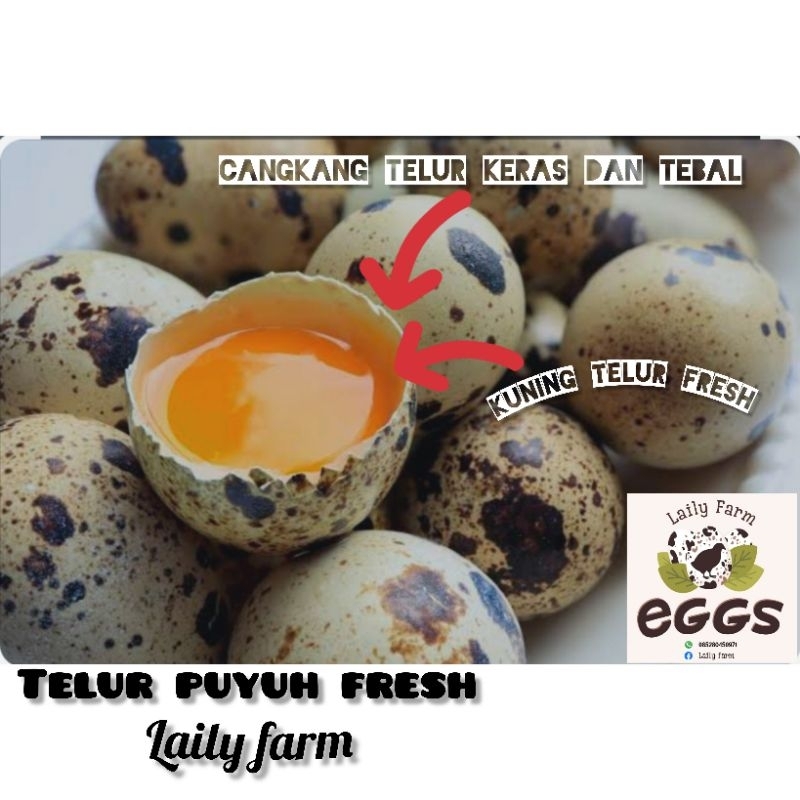 Telor puyuh fresh 1kg 90 butir