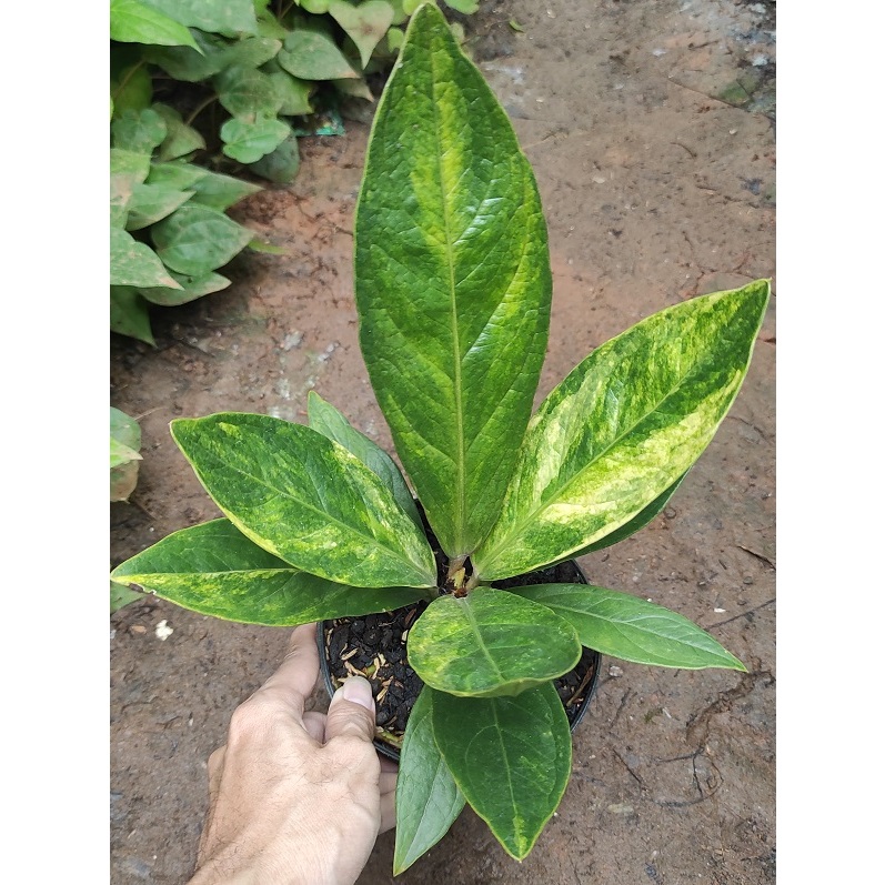 Anthurium Jemani Varigata Roset - Antorium jenmani Variegata kode B - Antorium jenmani varigata