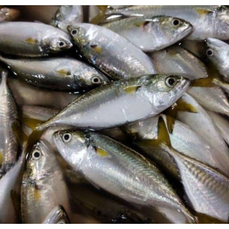 

Ikan kembung segar 1 kg