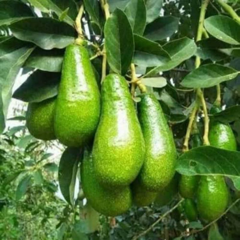 BIBIT ALPUKAT ALIGATOR SUPER SIAP BUAH