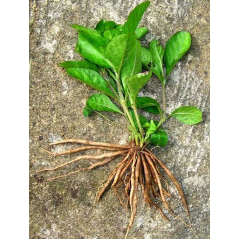 

Akar daun pletekan asli berat 100g untuk obat herbal