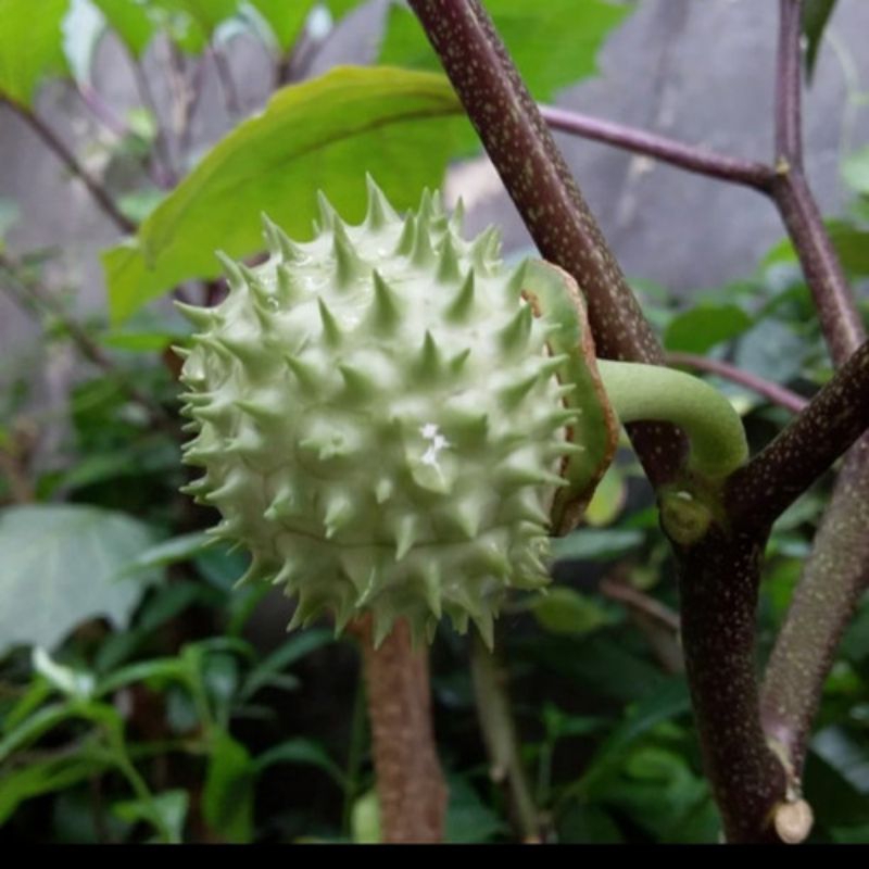 

buah kecubung 100% asli per pcs