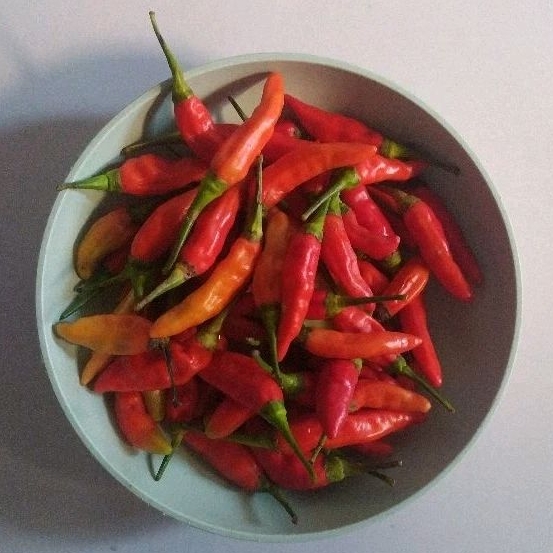 

CABAI KECIL SEGAR 100 GRAM DENPASAR BALI