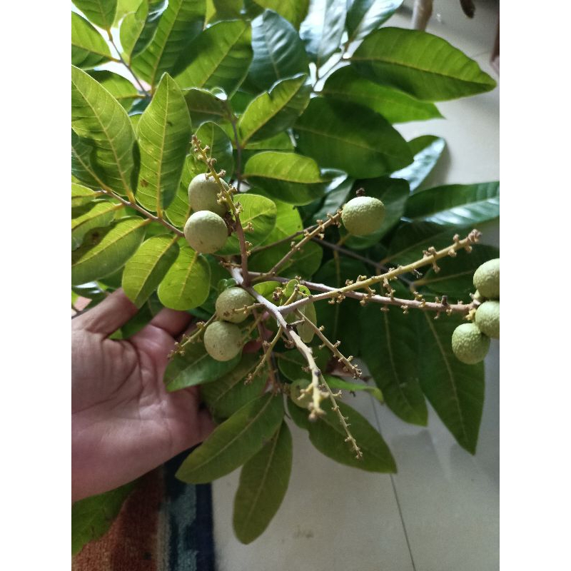 Nota live klengkeng sama sawo