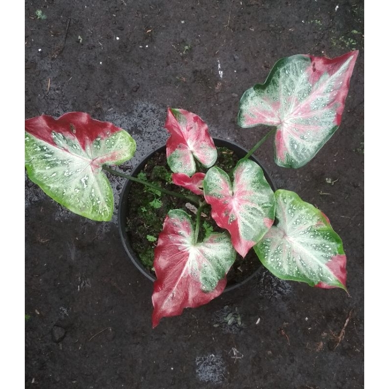 Keladi Cat Tumpah Kaladium Sycool Bibit Tanaman Hias