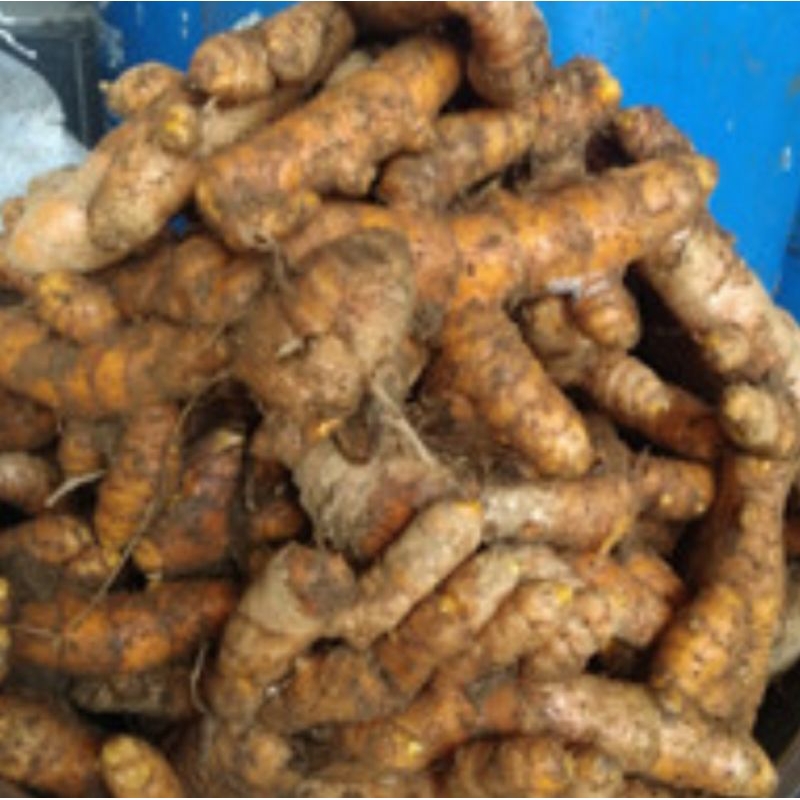 

kunyit /kunir fresh bisa buat jamu/ di tanam lagi1kg