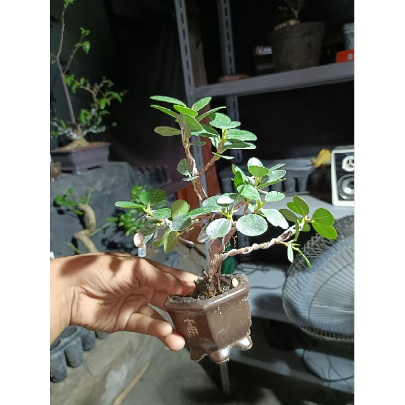 bonsai dolar mikro