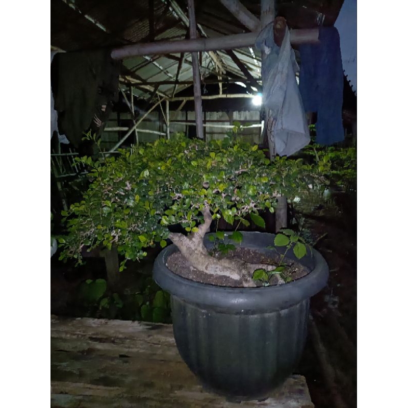 bonsai serut siap pajang