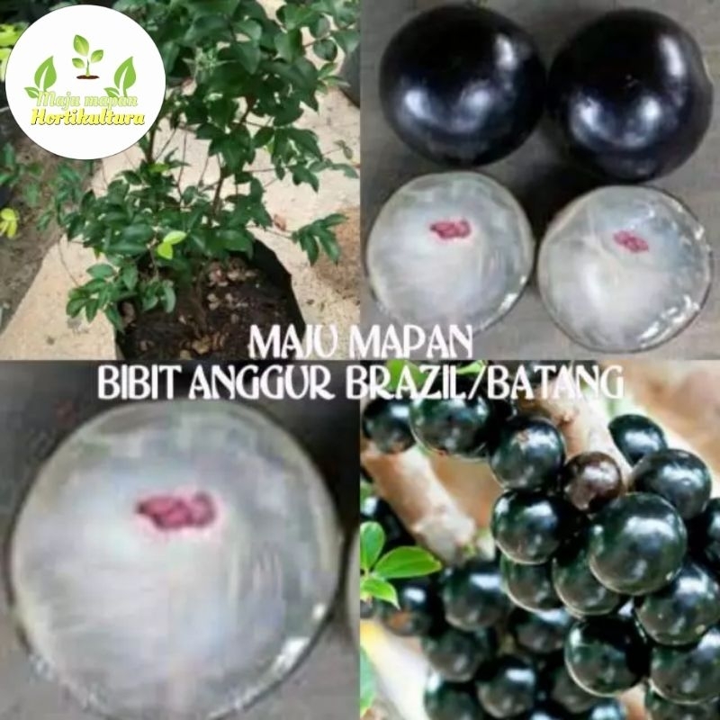 BIBIT ANGGUR BATANG BRAZIL/ANGGUR JABOTICABA CANGKOK