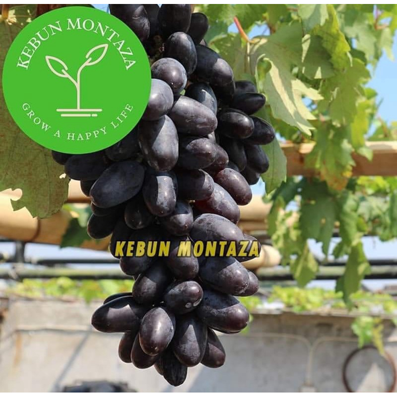 Bibit Anggur Import Gozv Ownroot Montaza