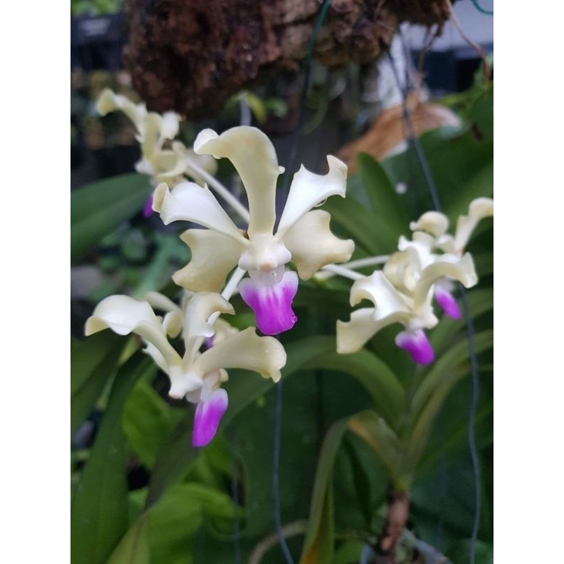 Anggrek Vanda Hybrid ( ID. Vanda Ustii )
