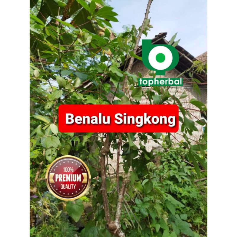 

Benalu Singkong kering Hijau 500 Gram