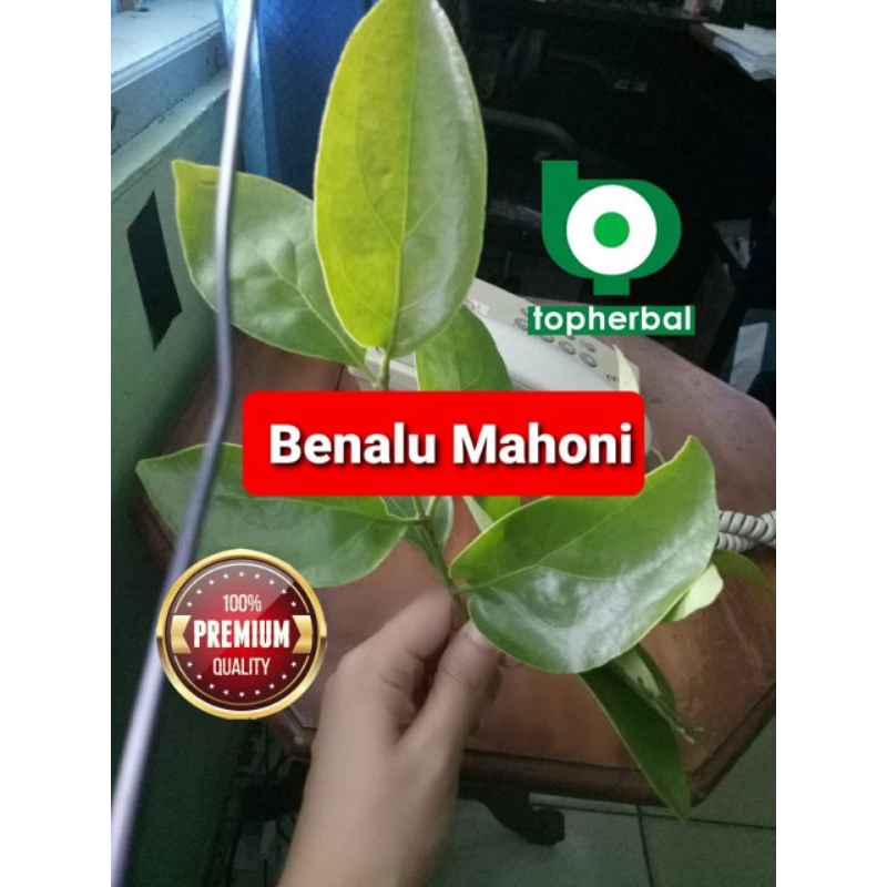 

Benalu Mahoni Kering Hijau 500 Gram