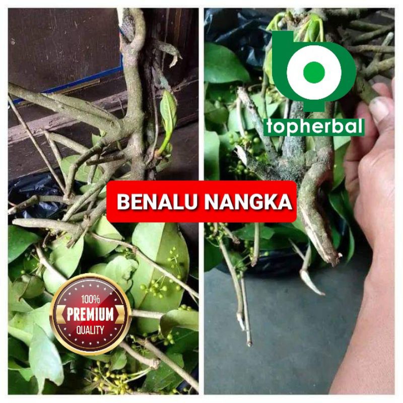 

Benalu Nangka Kering Hijau 500 Gram