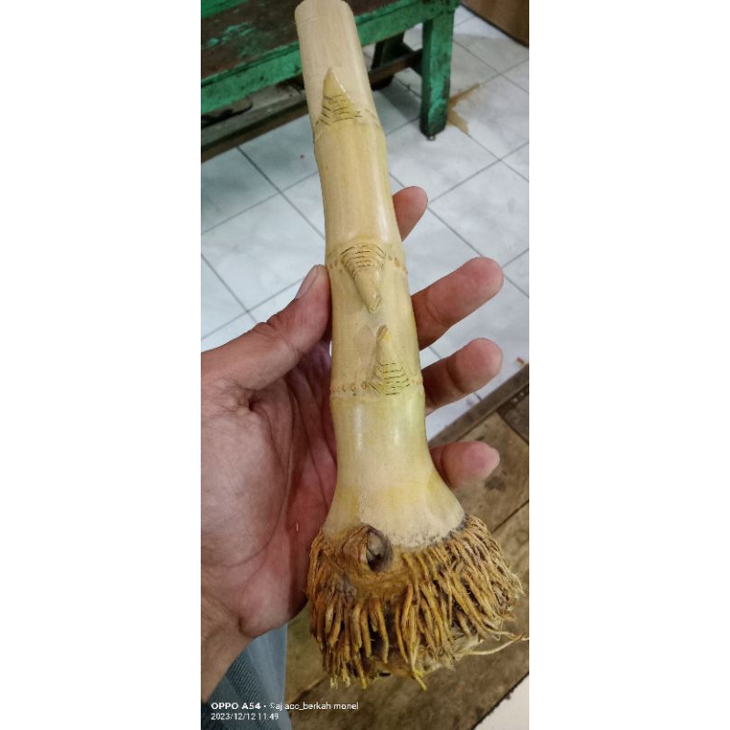 bambu unik temu ros atau bambu petuk
