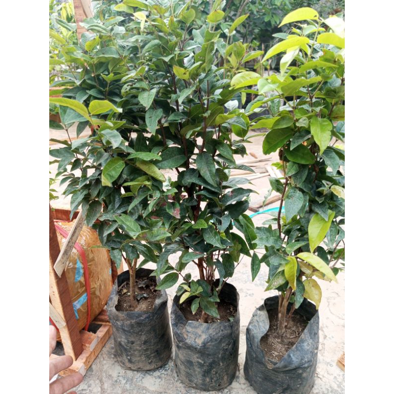 anggur Brazil ReD ESCARLATE valid