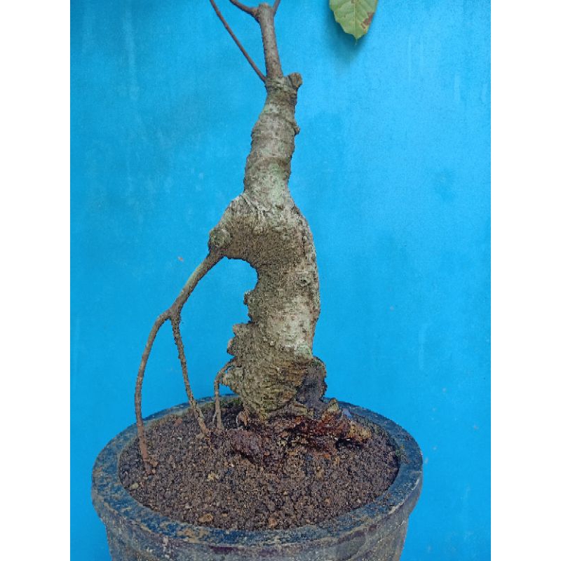Bahan Bonsai | Bonsai Bunut Pucuk Merah